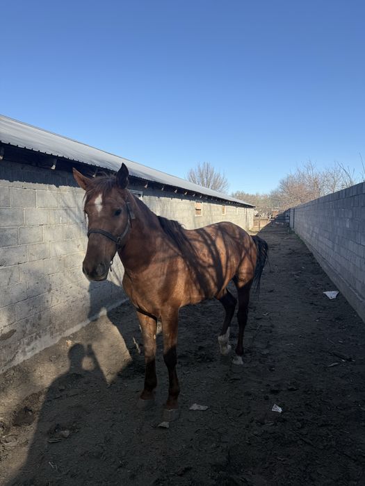 Айғыр сатамын 6 жасар