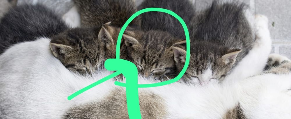 Котенок 1,5 красавица