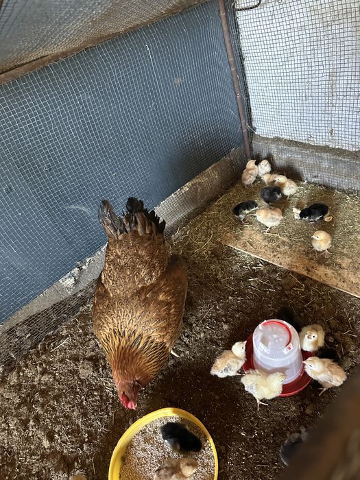 Клушка с цыплятами