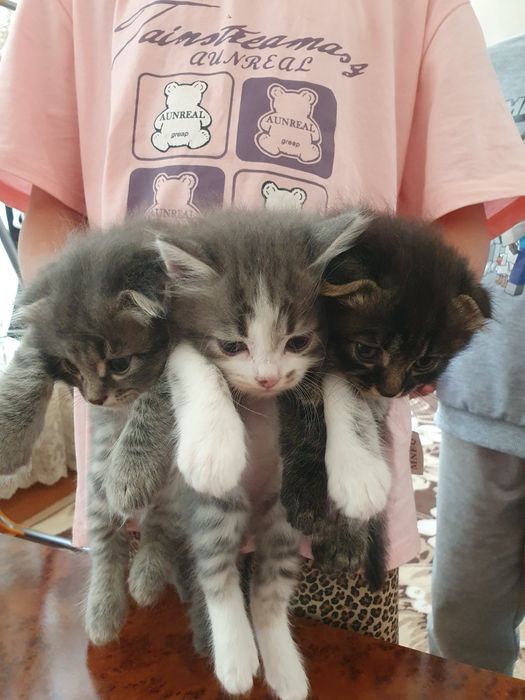 Котята двоя вислоухие, 2 месяца.