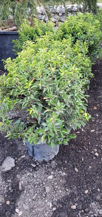 Plante ornamentale, pon pon, spirale glob 3 pe tija / tuia gard viu