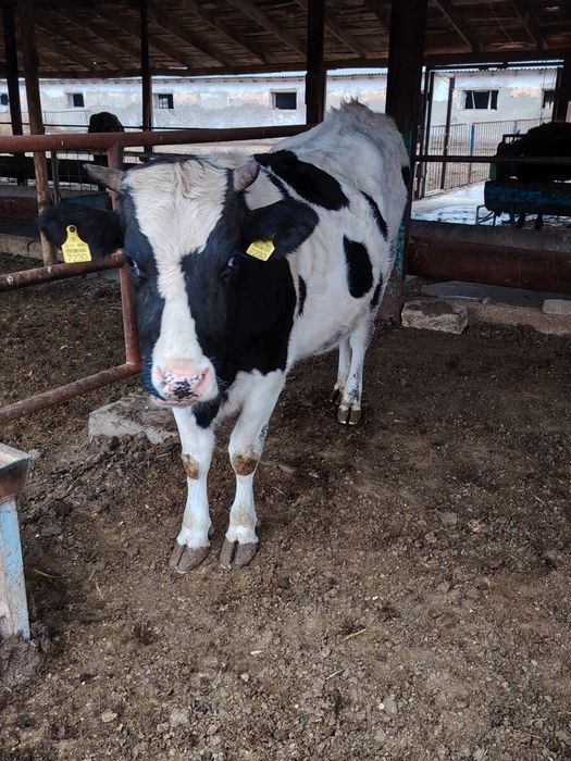 Бугоз гуножинлар сотилади 100 дона