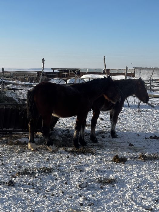 Продам жеребцов 2-3 годовалые