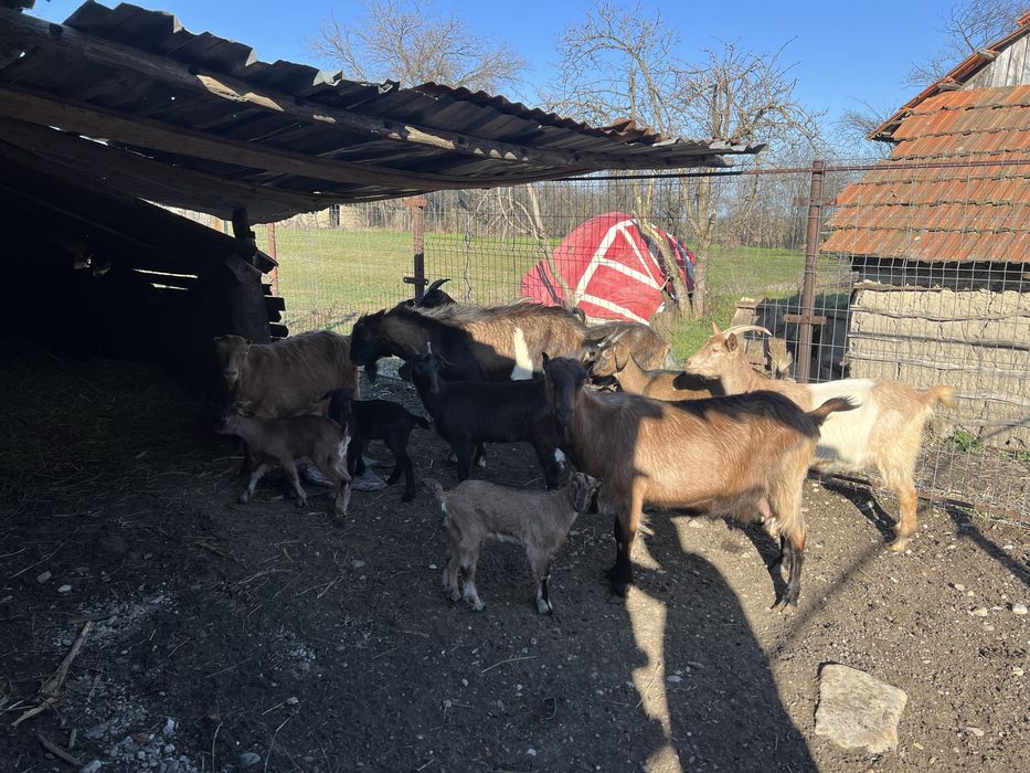 Capre cu lapte, tap si iezi pentru paste