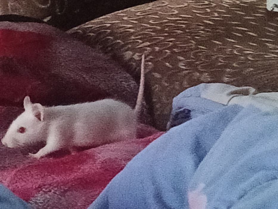 Продаются декоративные крысы