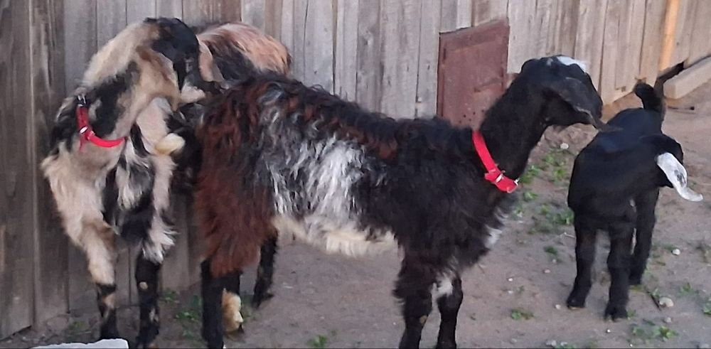 Caprite Anglo ciute genetic !