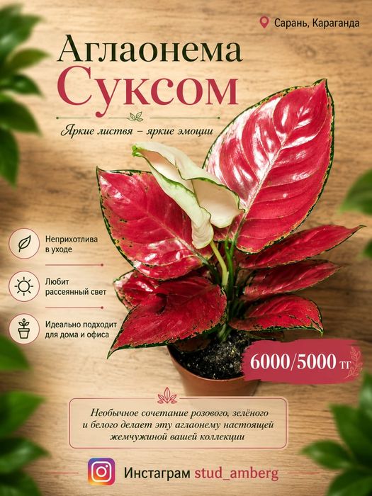 Аглаонема разная 2