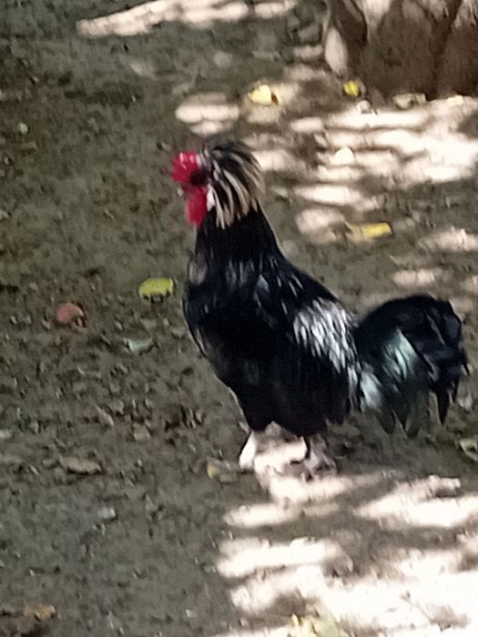 Cocoș  de moțată olandeză
