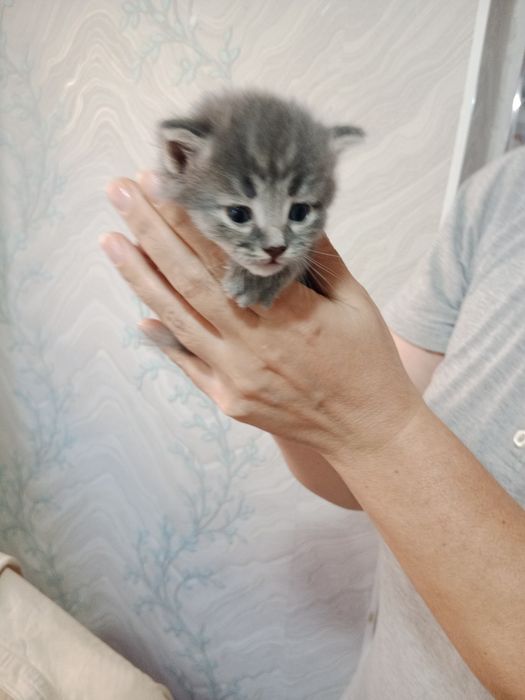 Отдам 3 котенка (девочки) в добрые руки