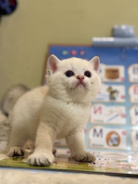 Продаются котята, британские!