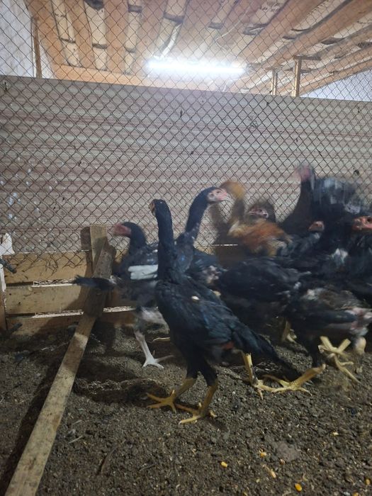 Продам цыплят даканов