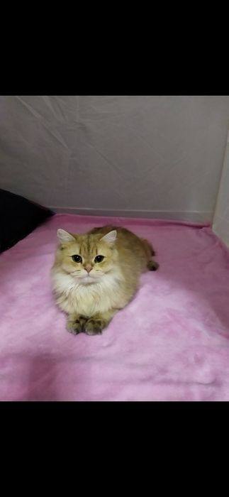 Золотой шиншилла киз бола 1 йошда тугмаган оналикка тайëр