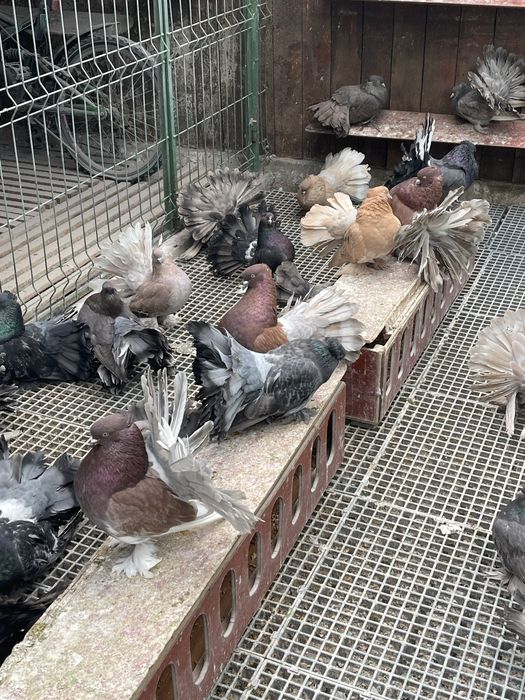 Porumbei Voltat Indian!