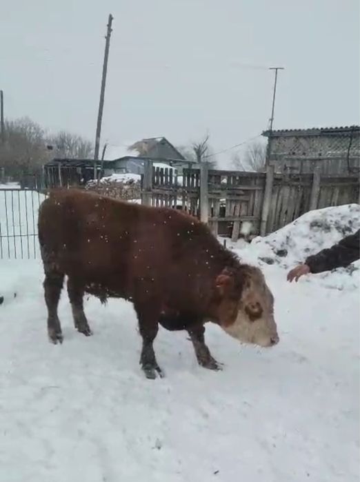 Продам быков 2 годовалых