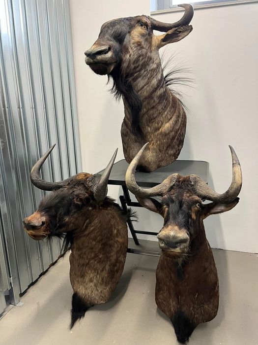 3 броя трофеи от Гну