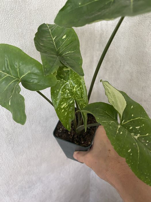 Сортовые сингониумы