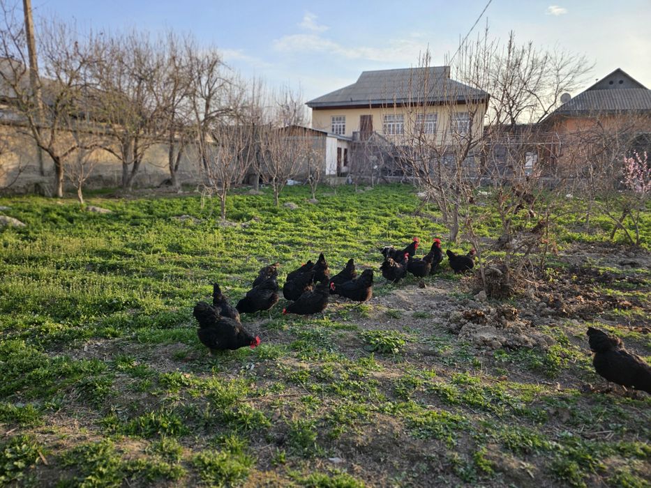 Toza zot Avstralorp tuxumlari zakaz olamiz