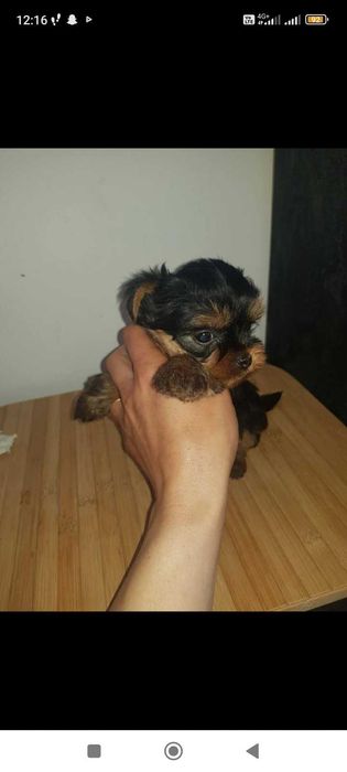 Йоркита сладки мъници