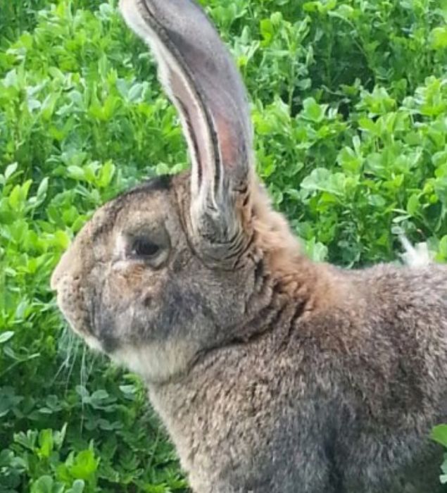 Продавам зайци порода БЕЛГИЙСКИ ВЕЛИКАН чистокръвни,цена по договаряне
