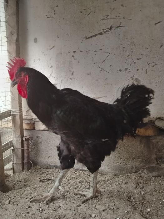 GIGANT Qorashahzoda xo'roz sotiladi..