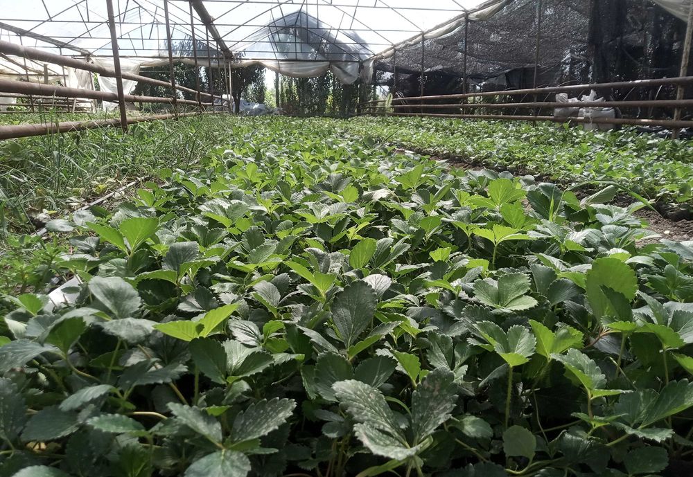 Клубника кучати. Корейский сорт