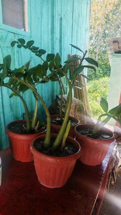 Продам замиакулькас