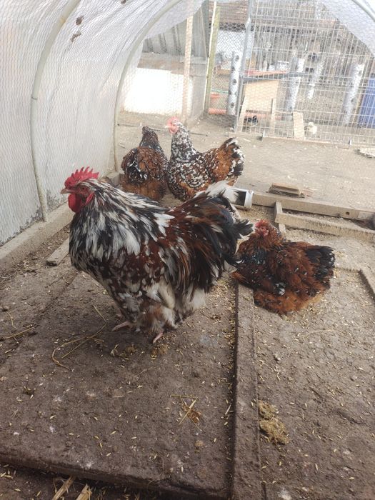 Пилета и яйца от много видове кокошки.Видин