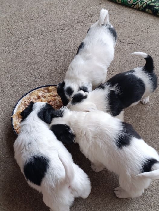 Подадат се малки кученца