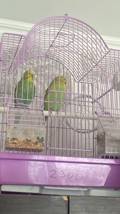 Продам попугайчиков