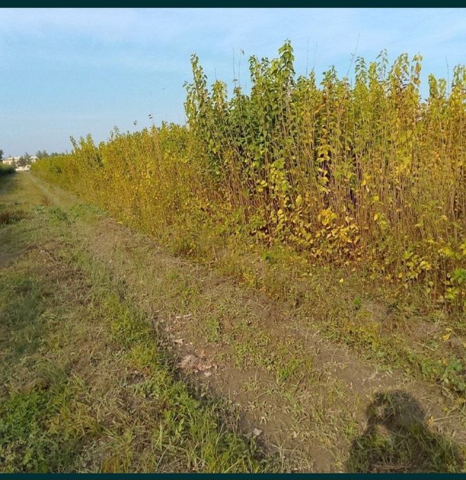 Гужум сенса, Кайрагоч, Qayragoch novdasi