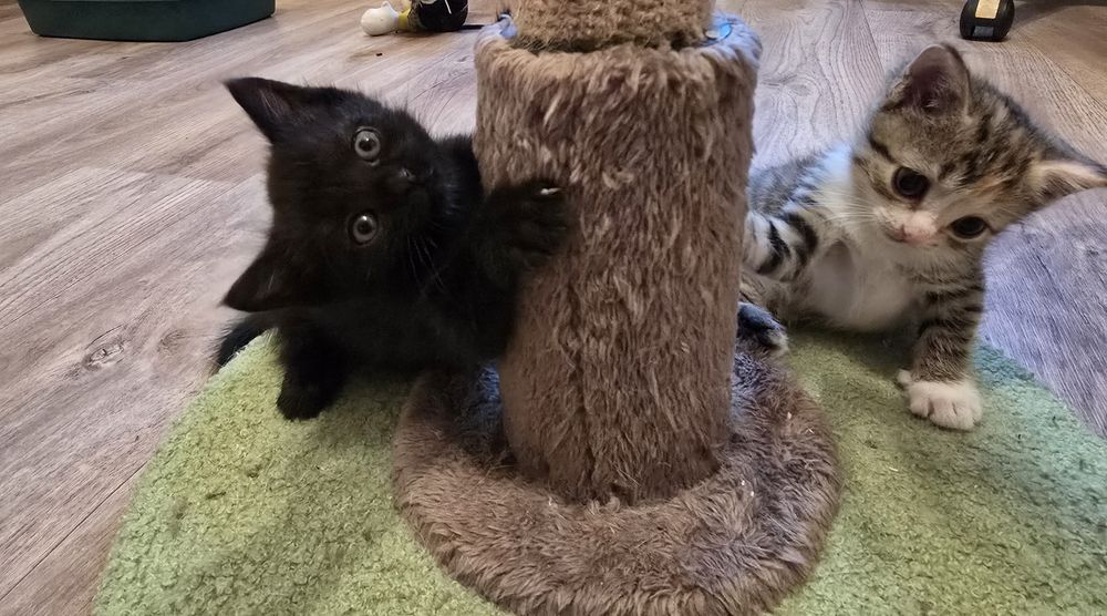 Котята очень ждут именно вас