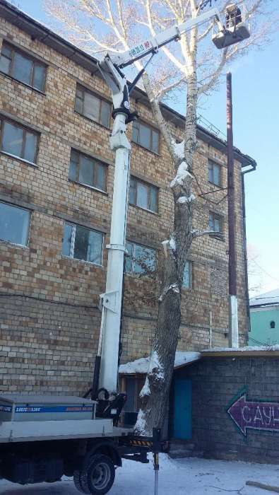 Спил  деревьев..