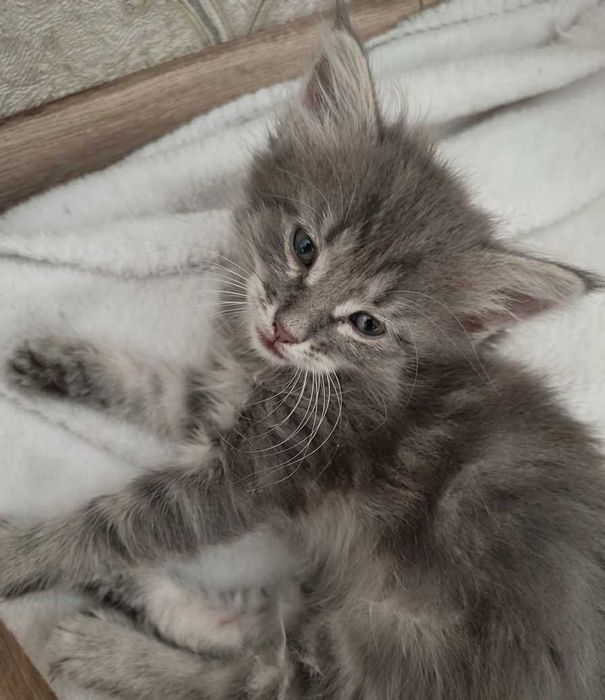 Отдам котят не больше недели возраста