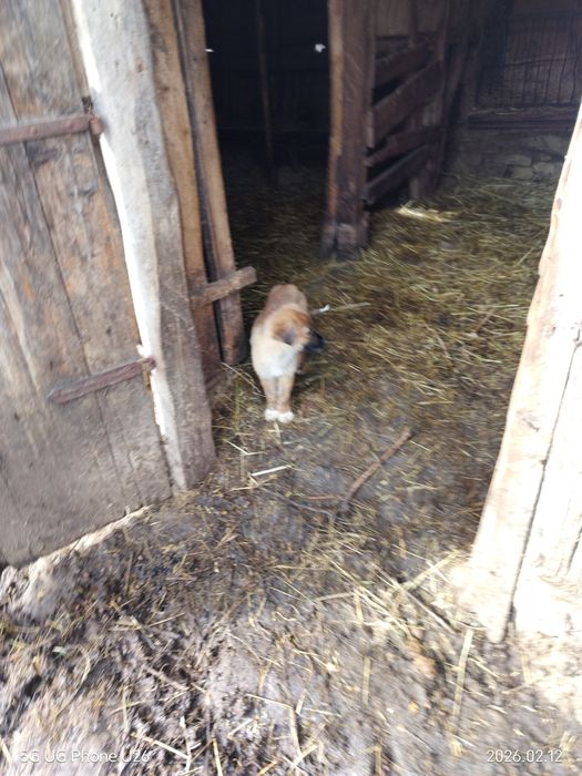 Подарявам кучета