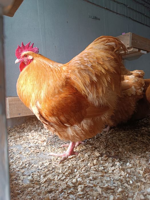 ИЯ палевый орпингтон