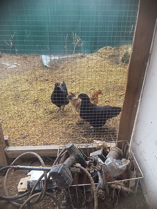 Тауыктар сатылады