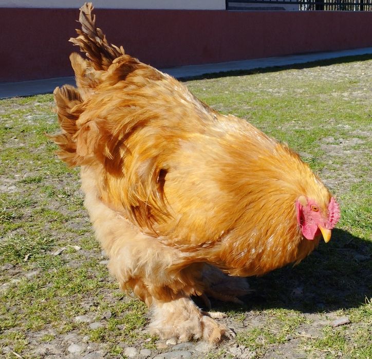 Vând cocoș cochinchina galben, Dej, jud. Cluj