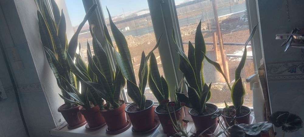 Комнатные цветы 1500