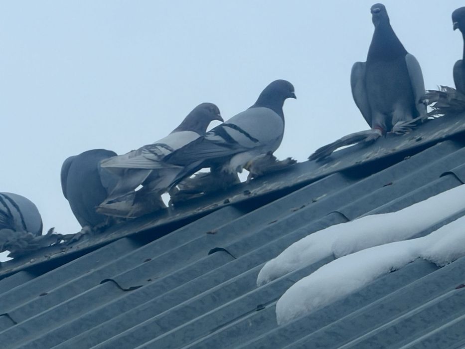 Сизые, сизые, сизые