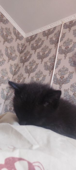 Котёнок 3 месяца очень тихая