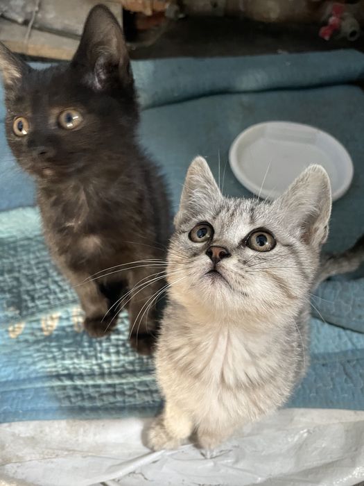 Котята в добрые руки
