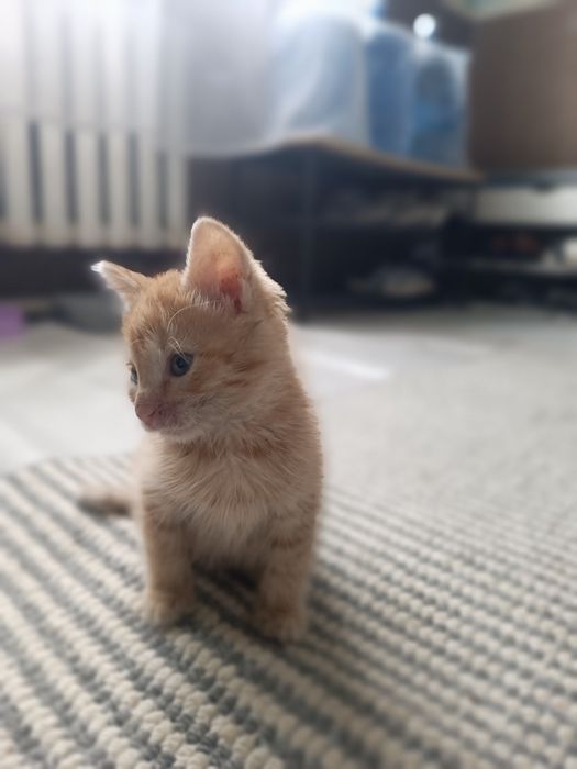 Отдам котенка мальчика добрые руки