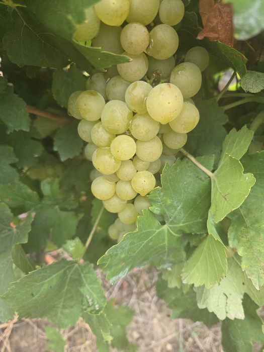 Vand struguri de vin