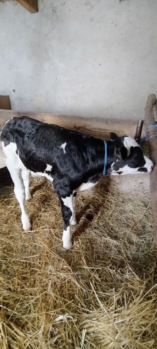 Vând vițel bălțat