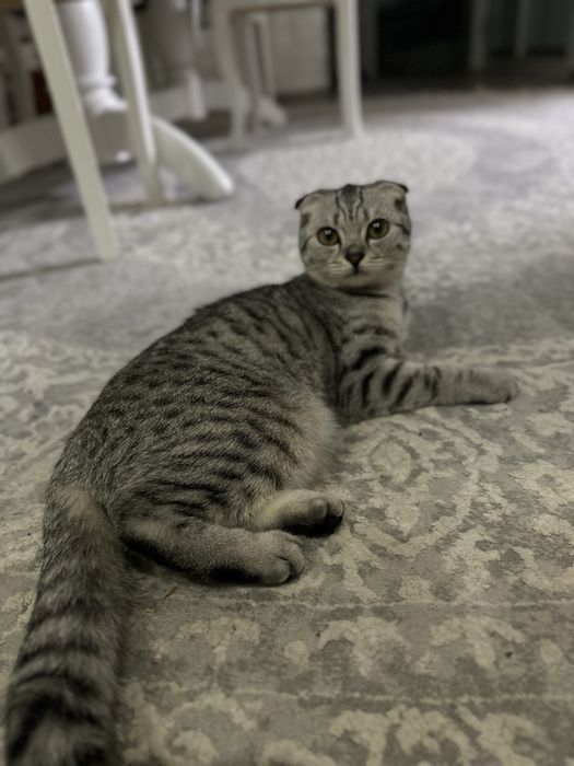 Вислоухая кошечка