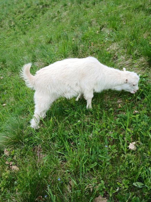 Vand ied fatat la 3 martie