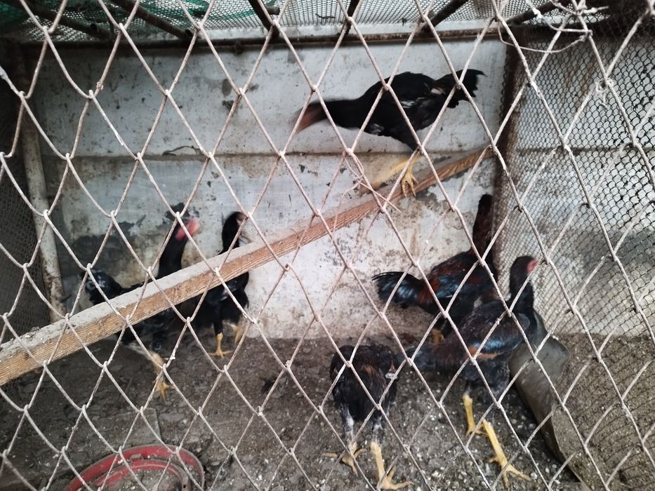 Куланги зотли Жужа Хурозлар