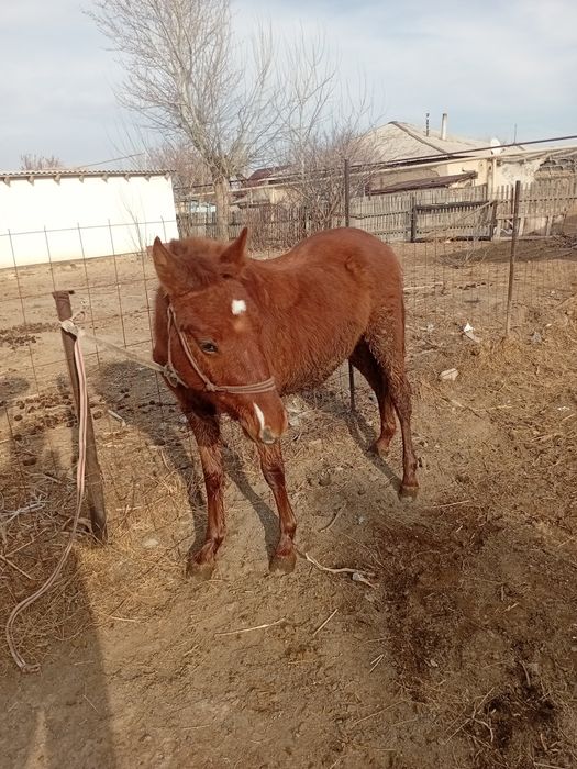1.5 жасар таи сатылат