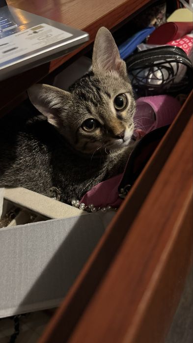 Отдадим котика в хорошие руки!!