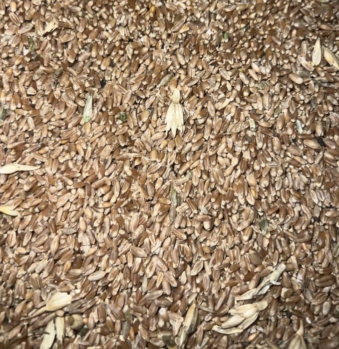 Продается зерно.